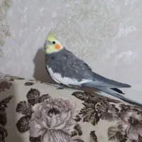 عروس هلندی|پرنده|کرج, حصارک بالا|دیوار