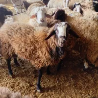 قوچ|حیوانات مزرعه|اسلامآباد غرب, |دیوار