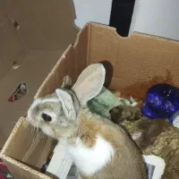 قیمت 600 تومان