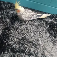 عروس هلندی|پرنده|گنبد کاووس, |دیوار