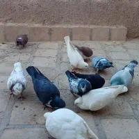 تعدادی کبوتر یکجا بفروش می‌رسد
