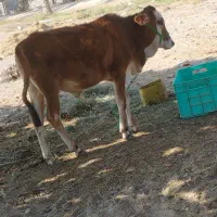 گوساله نر دورگ|حیوانات مزرعه|میناب, |دیوار