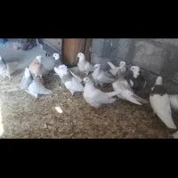 فروش|پرنده|لار, |دیوار