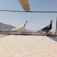 ی جفت جوجه سرور|پرنده|پیر بکران, |دیوار