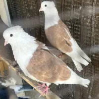 کبوتر کفتر پشت زرد خالدار و شازده سرور سیاه