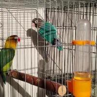 مرغ عشق انگلیسی و طوطی برزیلی|پرنده|سرپل ذهاب, |دیوار