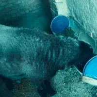 بره قوچ تخمی