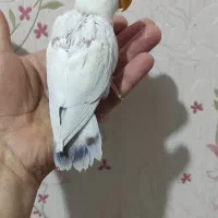 طوطی برزیلی جوجه عروسکی