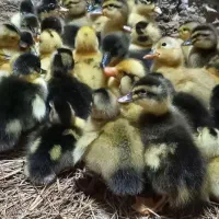 جوجه اردک پکنی یک هفته ای از مرغ و خروس سنگین وزن