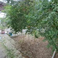 ویلا420متری/باسندتک برگ|فروش خانه و ویلا|فریدون‌کنار, |دیوار