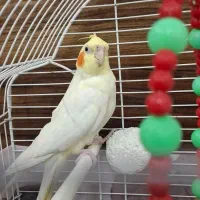 عروس هلندی ماده