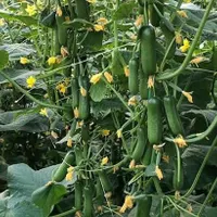 گلخانه درصدی|خدمات باغبانی و درختکاری|یزد, |دیوار