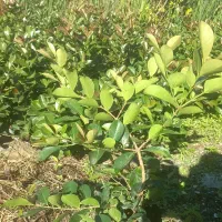 فوجی و گوآوا|خدمات باغبانی و درختکاری|آستارا, |دیوار