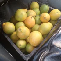 پرتقال تامسون