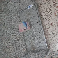 قفس بزرگ