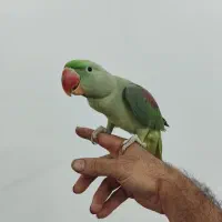 شاه طوطی|پرنده|کهریزک, |دیوار