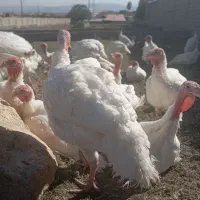 پروتئین سالم  هشترخان