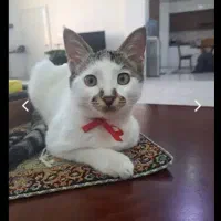 واگذاری  گربه