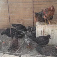 جوجه