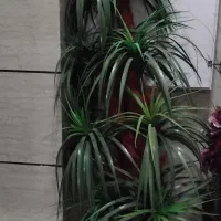 یک عدد گلدان نخل