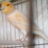 قناری نر موزاییکی شلاقی  و ماده زرد