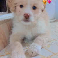 سگ نژاد اشپیتز گوش افتاده|سگ|کرمانشاه, |دیوار