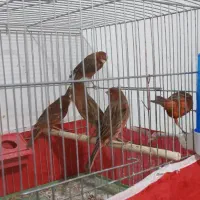 قناری سوخته سرخ