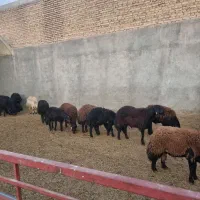 بره نر|حیوانات مزرعه|اردکان, |دیوار