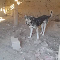 سگ سرابی ۲ ساله مناسب|سگ|بستان آباد, |دیوار