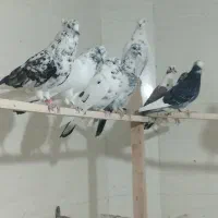 کفتر ی جای|پرنده|شهریار, شهرک امیریه|دیوار