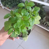 فروش انواع گل آپارتمانی و پیاز نرگس|گل و گیاه طبیعی|بیرجند, |دیوار