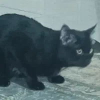 گربه های اهلی وخونگی