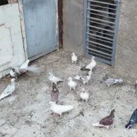 کفتر گرفتنی