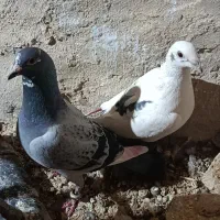 کبوتر پلاکی