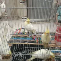 عروس هلندی