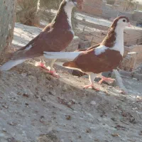 نرماده ساده سرخ با جوجه
