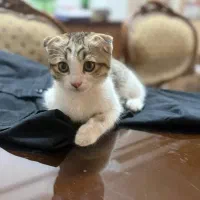 گربه سفید ملوس