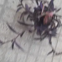 گل گندم تازه وجوان آماده شاخه|گل و گیاه طبیعی|تهران, ده‌ونک|دیوار