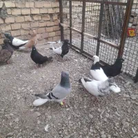 ۱۳عدد کبوتر رنگی