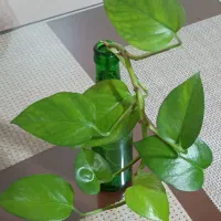پیچک آپارتمان