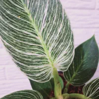 گل گیاه|گل و گیاه طبیعی|رباط‌کریم, شهرک والفجر|دیوار