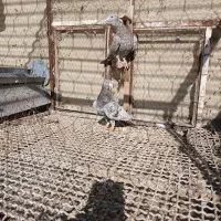 دوعدد سروردورگ