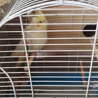 عروس هلندی مولد|پرنده|شهرضا, |دیوار