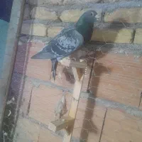 سبز نر صید|پرنده|بجنورد, |دیوار