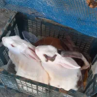 خرگوش خوشکل