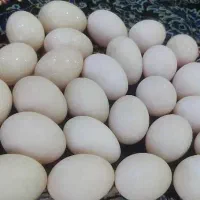 تخم اردک و تخم مرغ