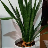 گل با گلدون