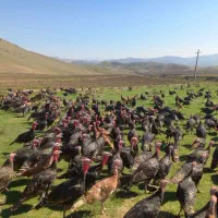 بوقلمون طبیعی|حیوانات مزرعه|انگوت, |دیوار