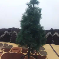 درختچه کریسمس