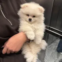 پامرنین اصیل